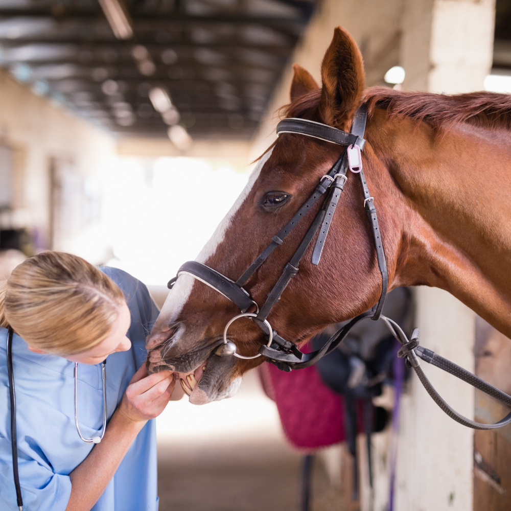 Equine vet checks horse
