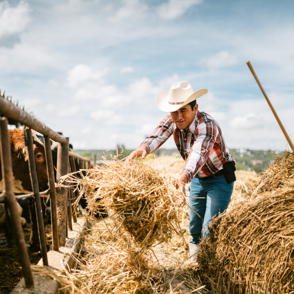 Farmer moves hay